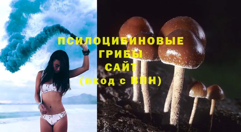 Псилоцибиновые грибы Psilocybine cubensis  кракен   Петровск 